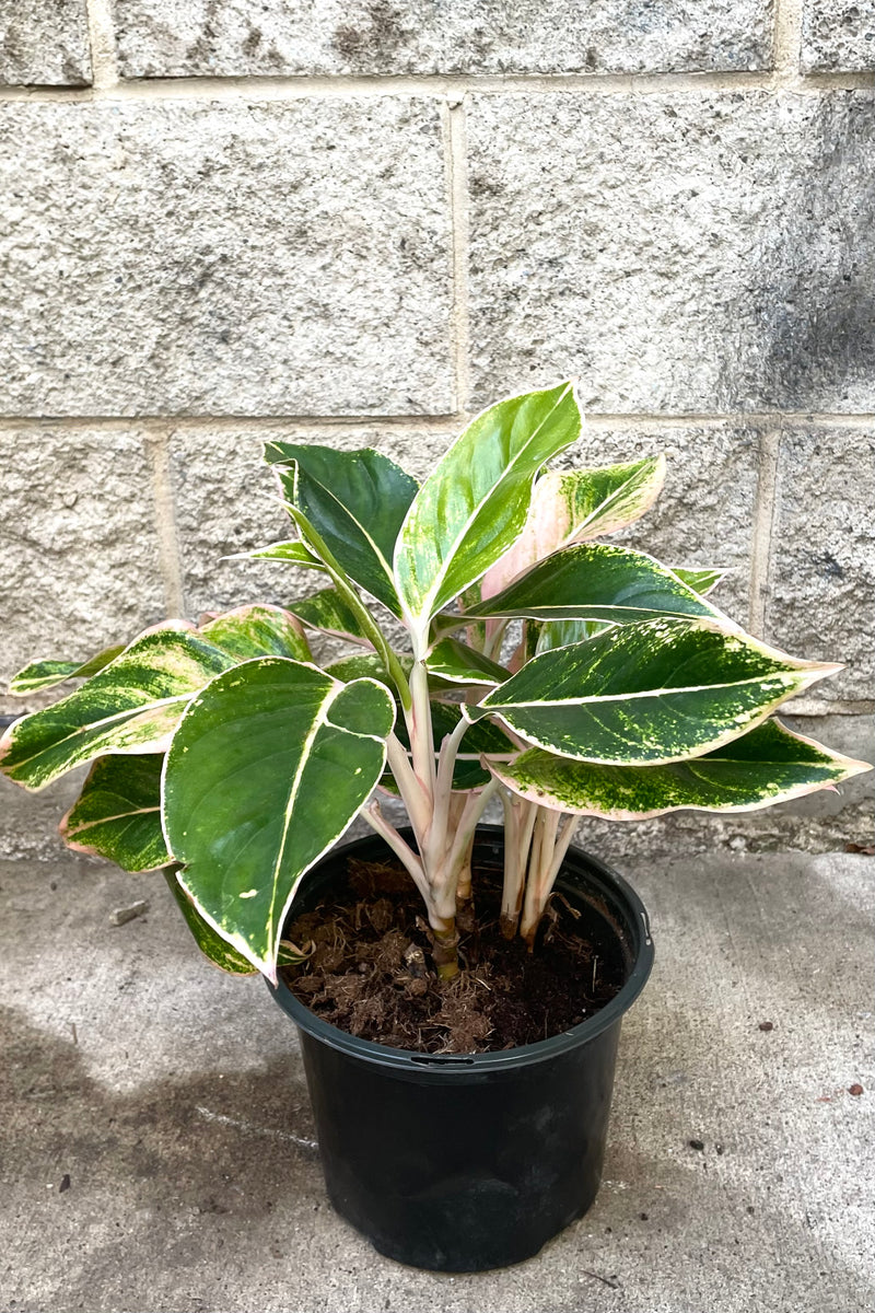 A full view of Aglaonema 'Siam Pink' 8" in grow pot against concrete backdrop