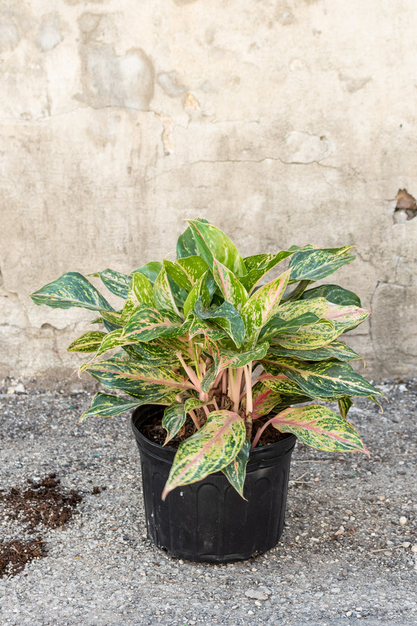 Aglaonema Sparkling Sarah in front of concrete wall