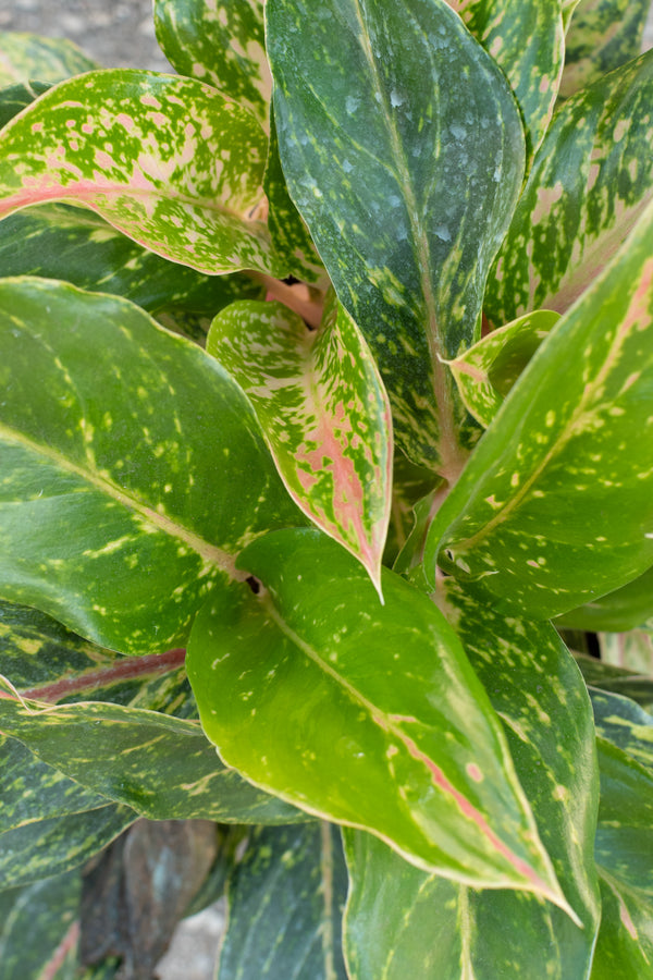 Close up of Aglaonema Sparkling Sarah leaves