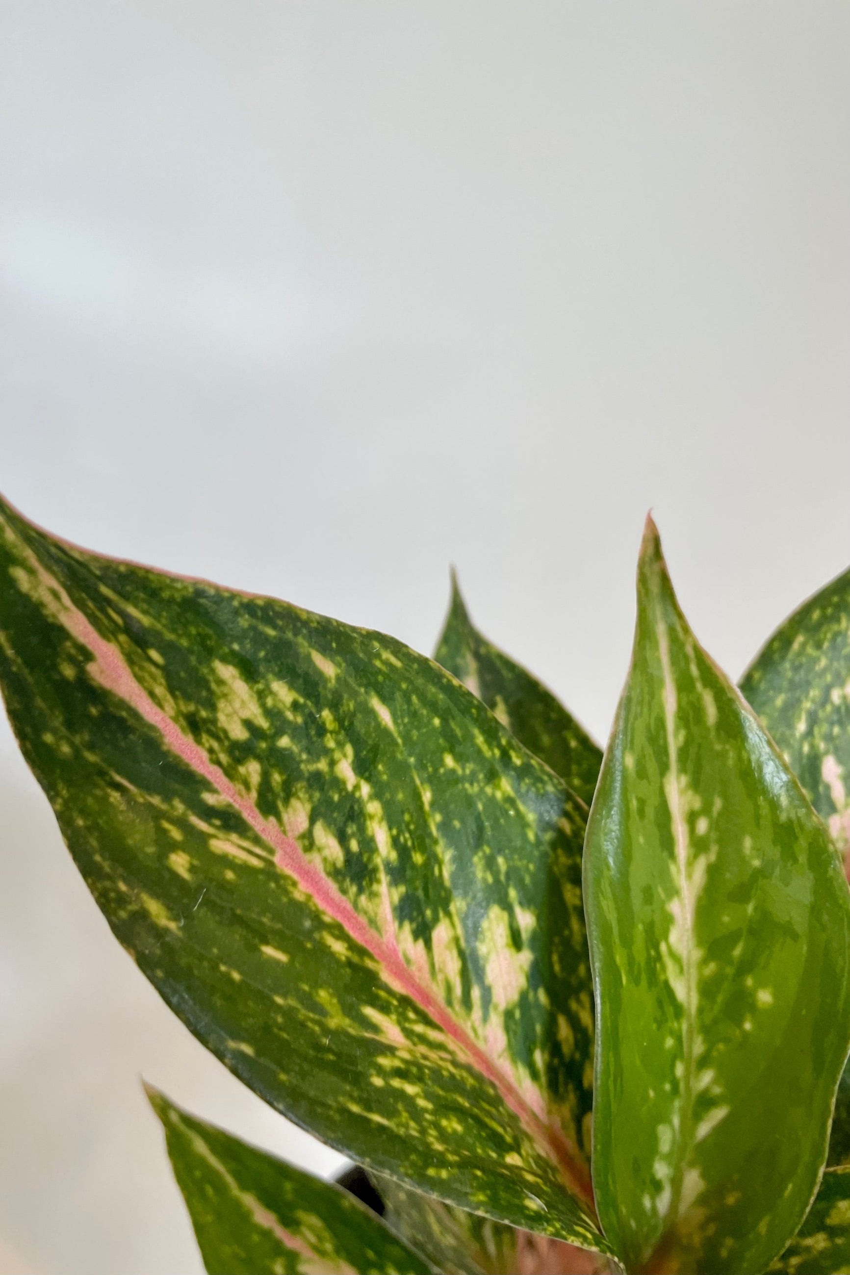  Detail photo of pink-flecked leaves of Aglaonema against gray wall ©Sprout Home