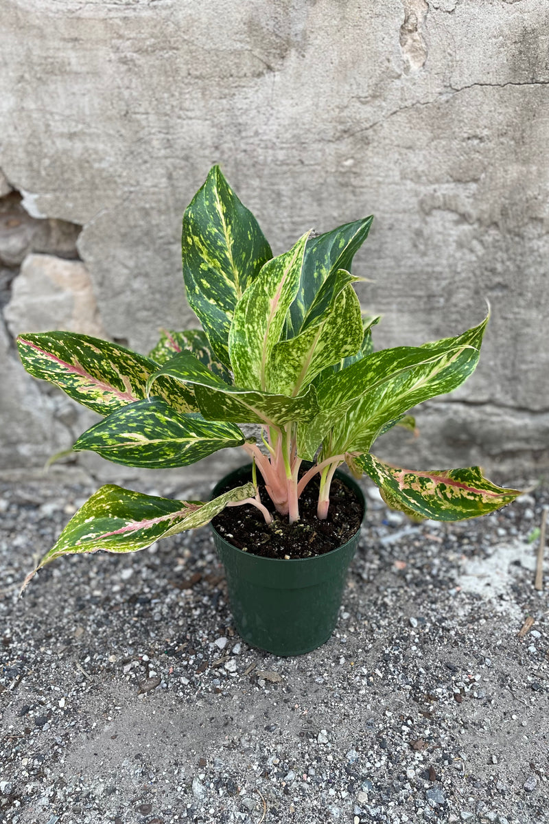 Aglaonema 'Sparkling Sarah' detail picture of its pink and green mottled leaves.