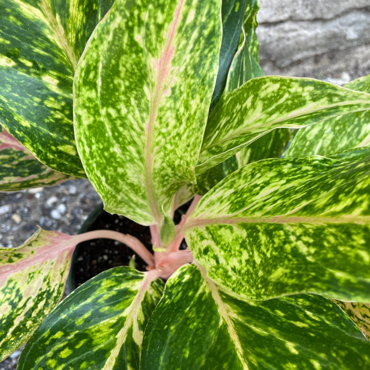aglaonema sparkling sarah flower Aglaonema 'Sparkling Sarah' 6"