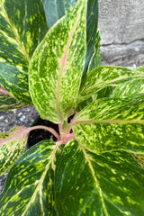 Aglaonema 'Sparkling Sarah' plant in a 6 inch growers pot