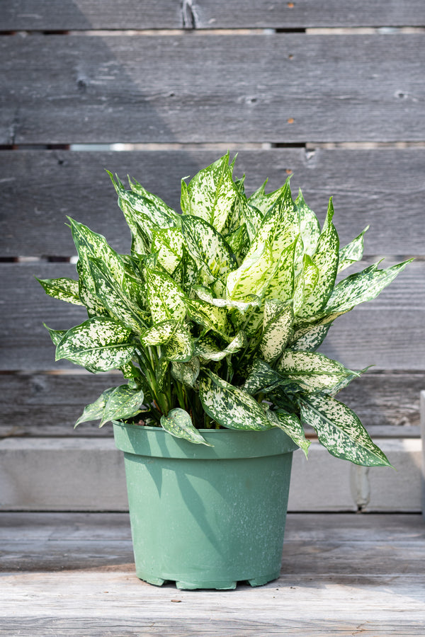 Aglaonema 'Spring Snow' 10"