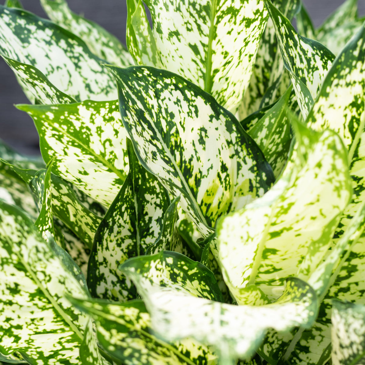 jenis aglaonema snow white Aglaonema 'Spring Snow' 10" at SPROUT HOME