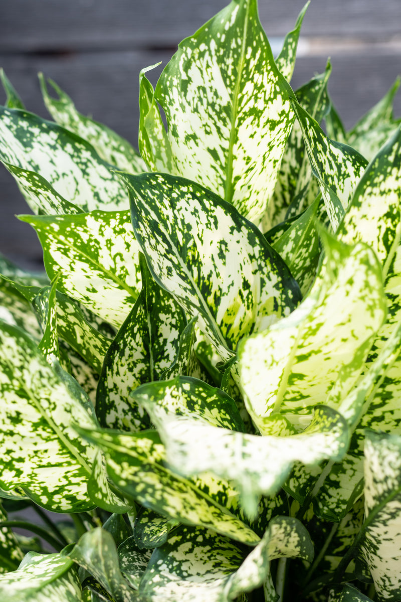 Aglaonema 'Spring Snow' 10"