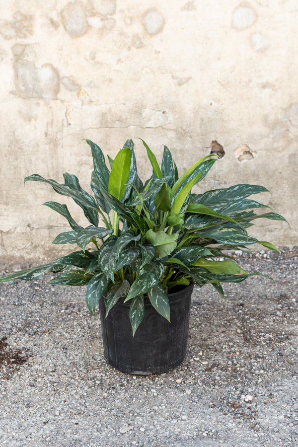 Large Aglaonema Shades in front of concrete wall