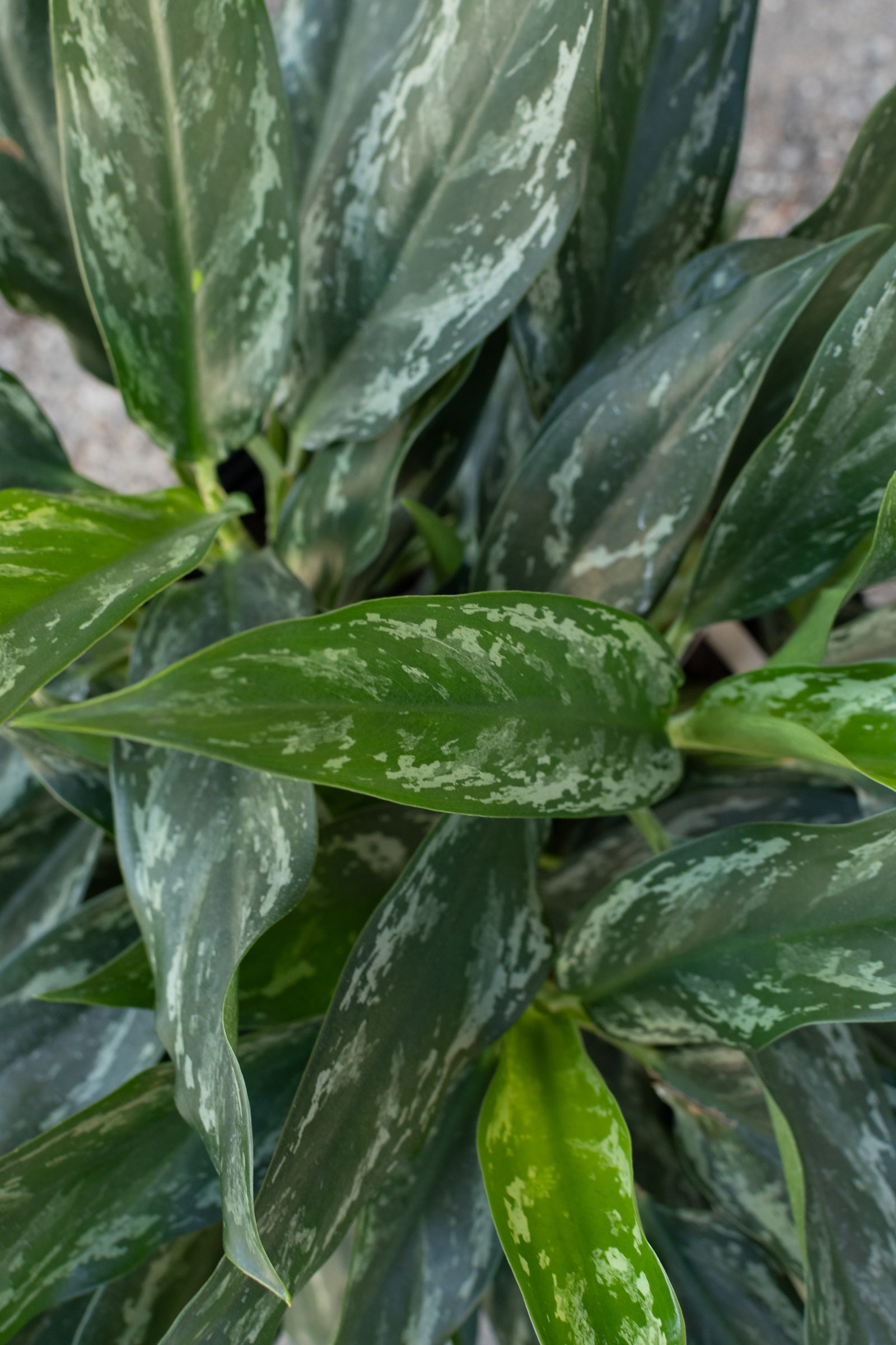 Close up of Aglaonema Shades leaves