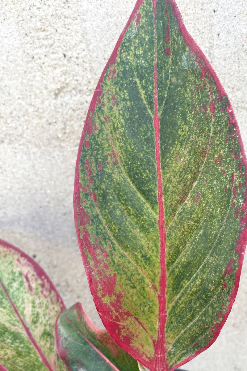 A detailed view of Aglaonema 'Siam' 4" against concrete backdrop