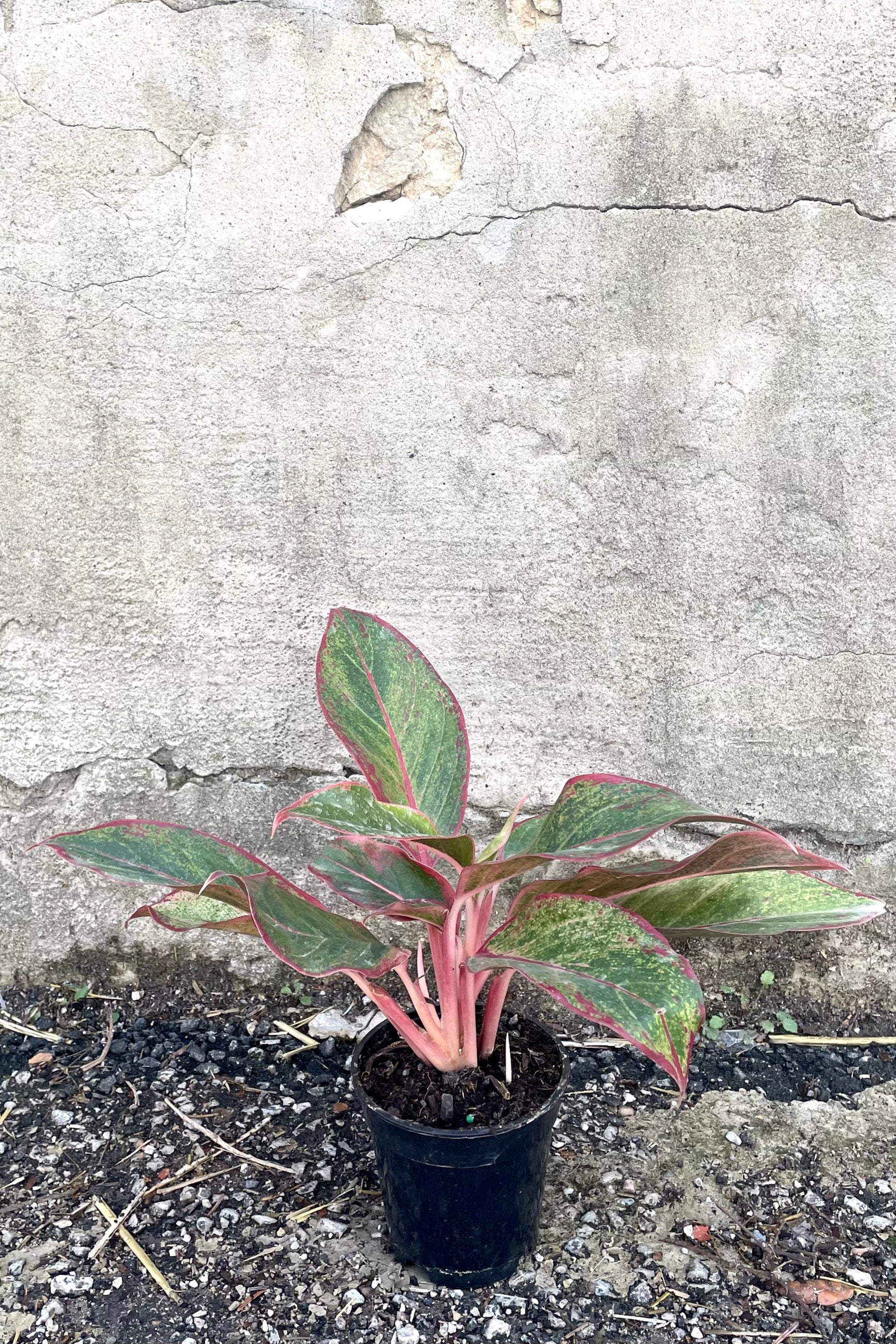 A full view of Aglaonema 'Siam' 4" in grow pot against concrete backdrop ©Sprout Home