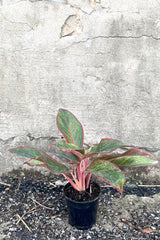 A full view of Aglaonema 'Siam' 4" in grow pot against concrete backdrop