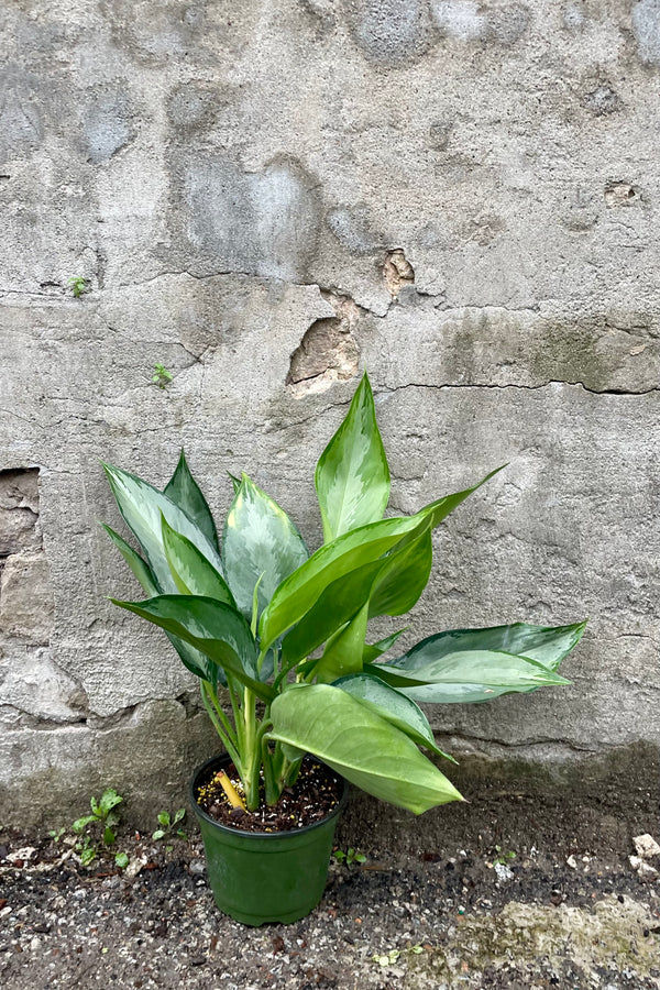 Aglaonema 'Silverado' 6" against a grey wall