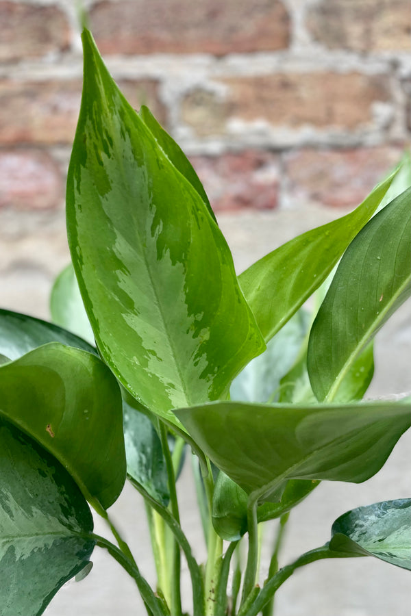 detail of Aglaonema 'Silverado' 6" against a grey wall