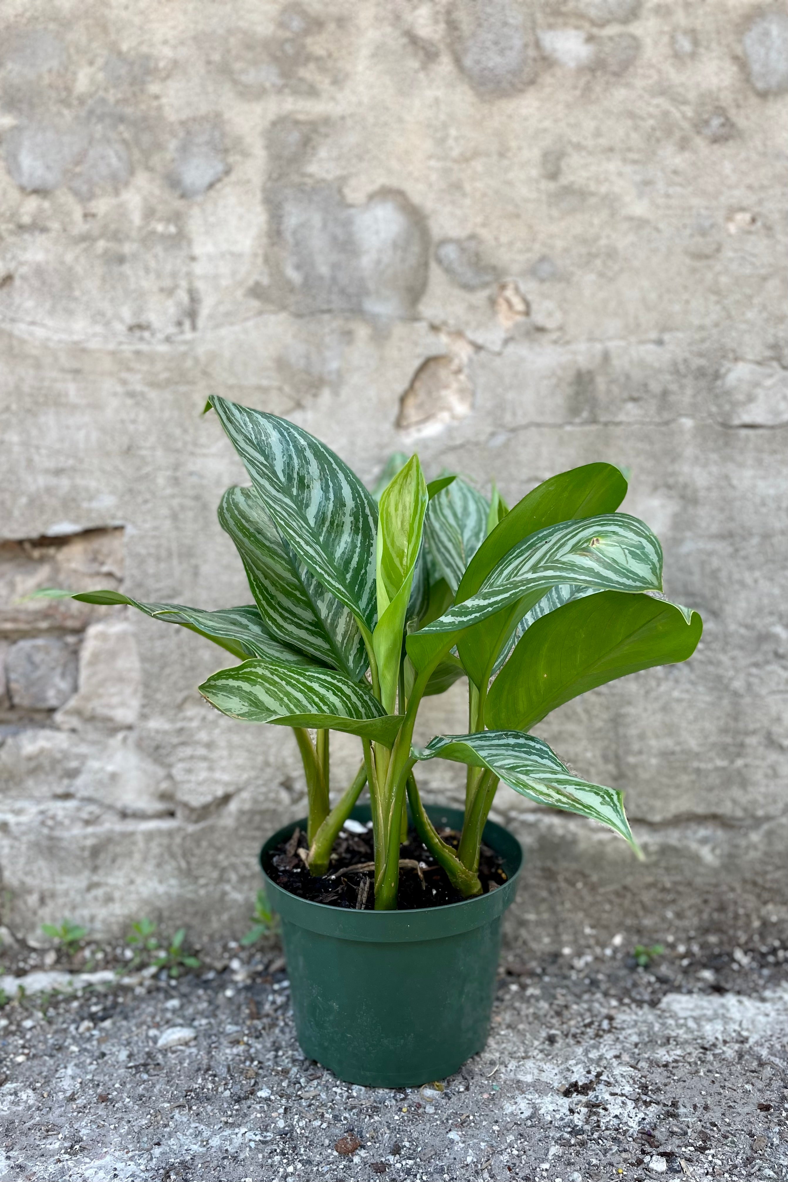 Th Aglaonema 'Stripes' în an 8" growers pot against a grey wall