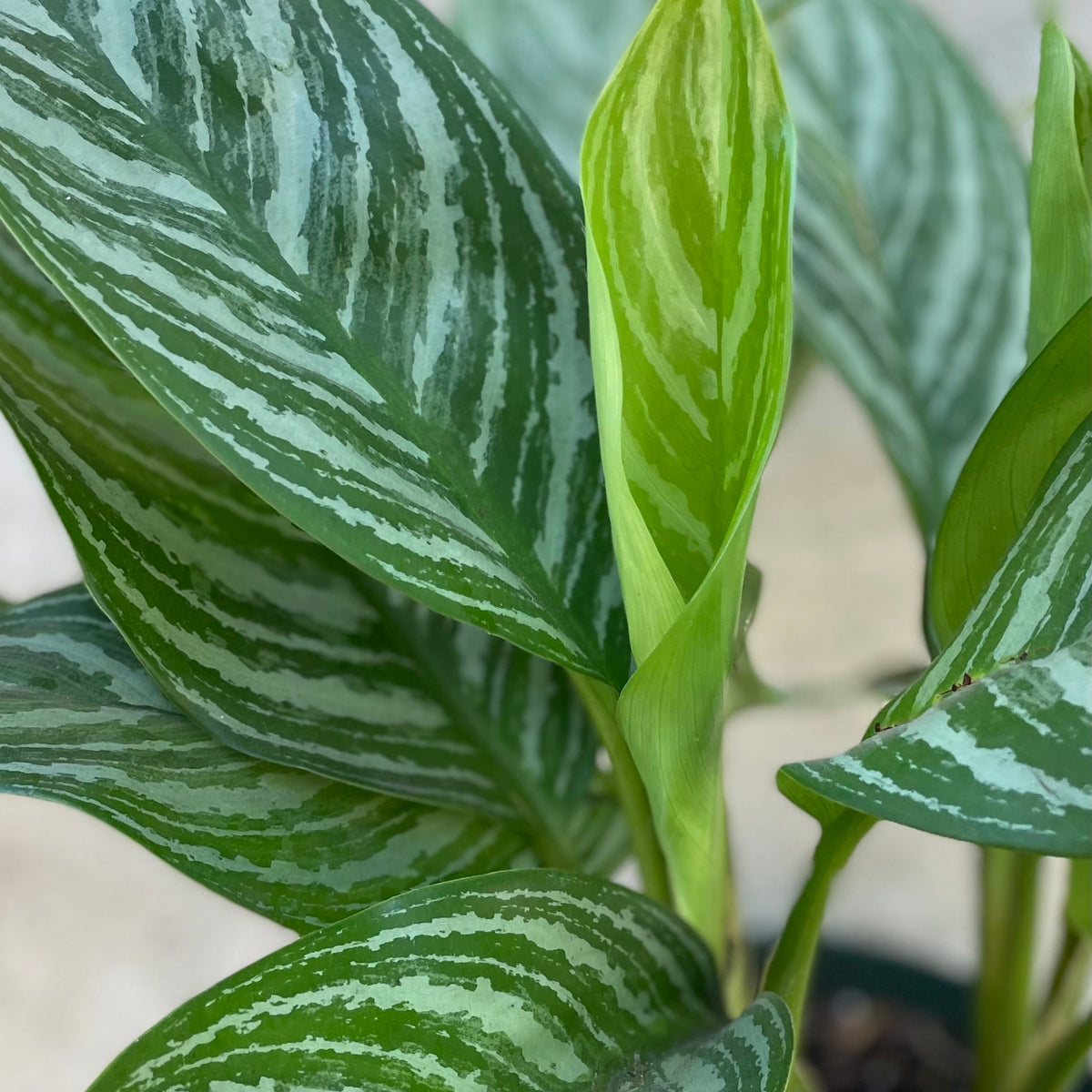 aglaonema solid stripes white Aglaonema 'Stripes' 8" at SPROUT HOME