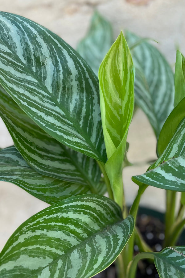 Detail picture of the leaves of the Aglaonema 'Stripes' showing the cream and green striped variegation.