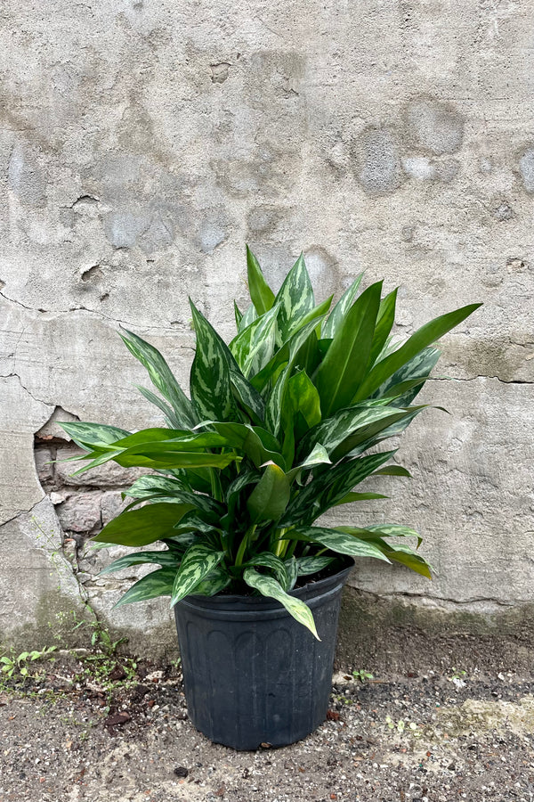 detail of Aglaonema 'Tigress' 10" against a grey wall 