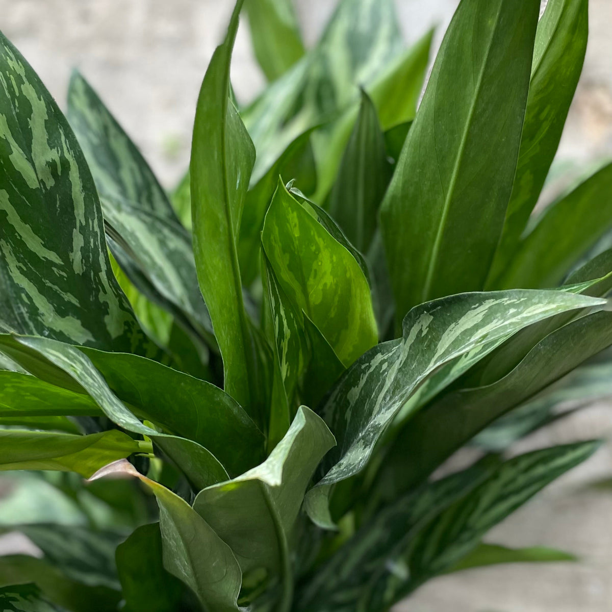 Aglaonema 'Tigress' 10