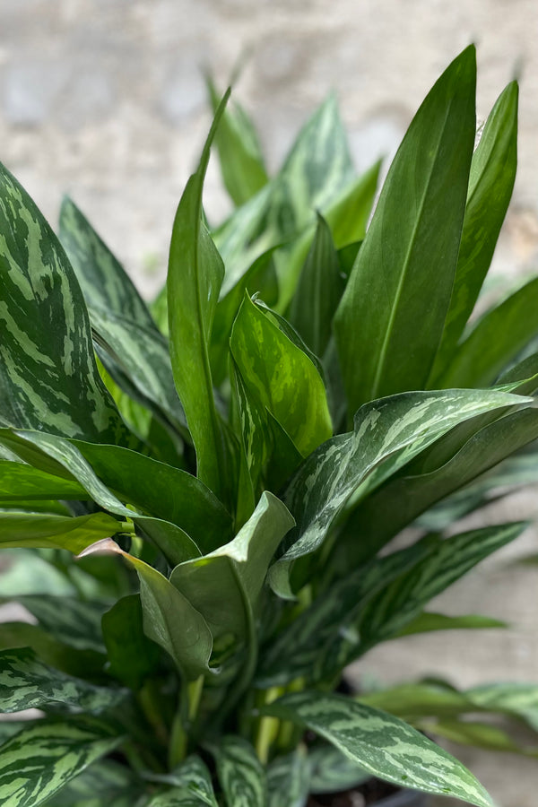 Aglaonema 'Tigress' 10" against a grey wall