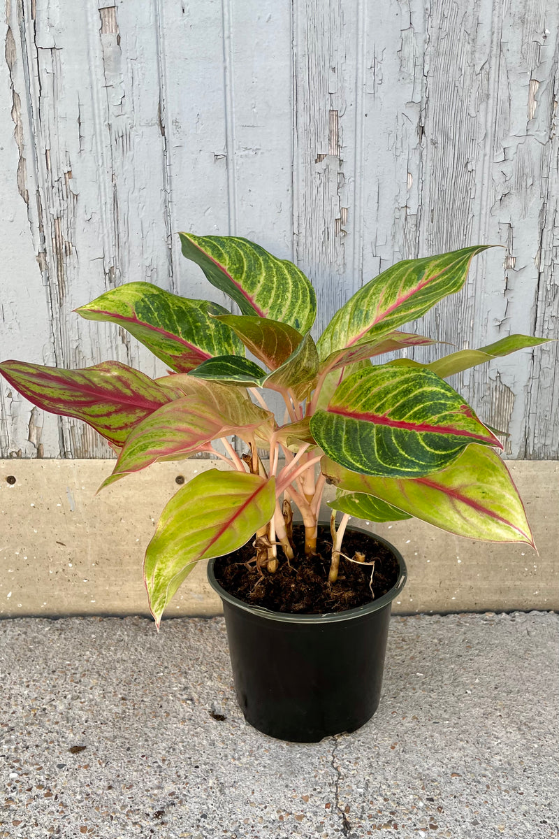Aglaonema 'Two Toned Moonstone' plant in an 8" growers pot at Sprout Home.