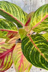 Detail picture of the colorful leaves of the Aglaonema 'Two Tone Moonstone' plant.