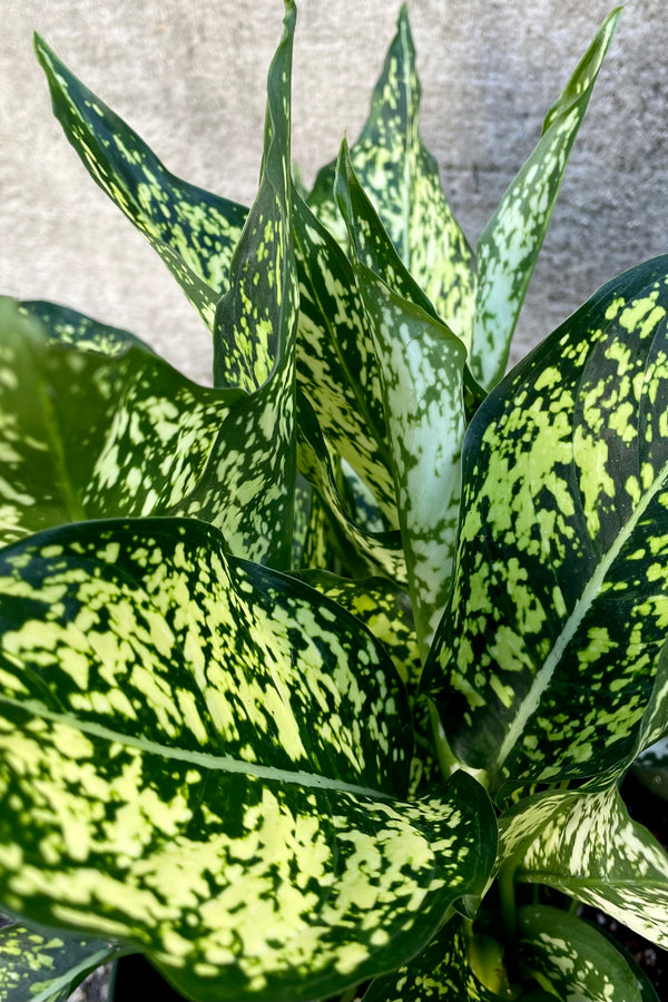 A detailed view of Aglaonema 'Wintry Winehouse' 8" against a concrete backdrop