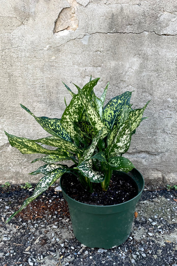 A full view of Aglaonema 'Wintry Winehouse' 8" in a grow pot against a concrete backdrop