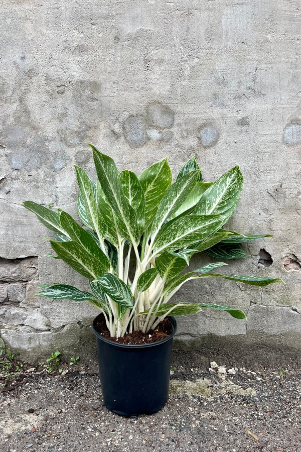 Aglaonema 'Golden Madonna' 10" against a grey wall