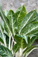 detail of Aglaonema 'Golden Madonna' 10" against a grey wall