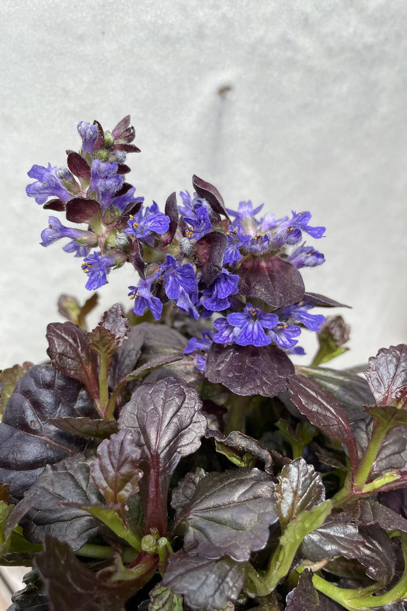 The bright indigo blue flower of the Ajuga 'Black Scallop'  the middle of April. 
