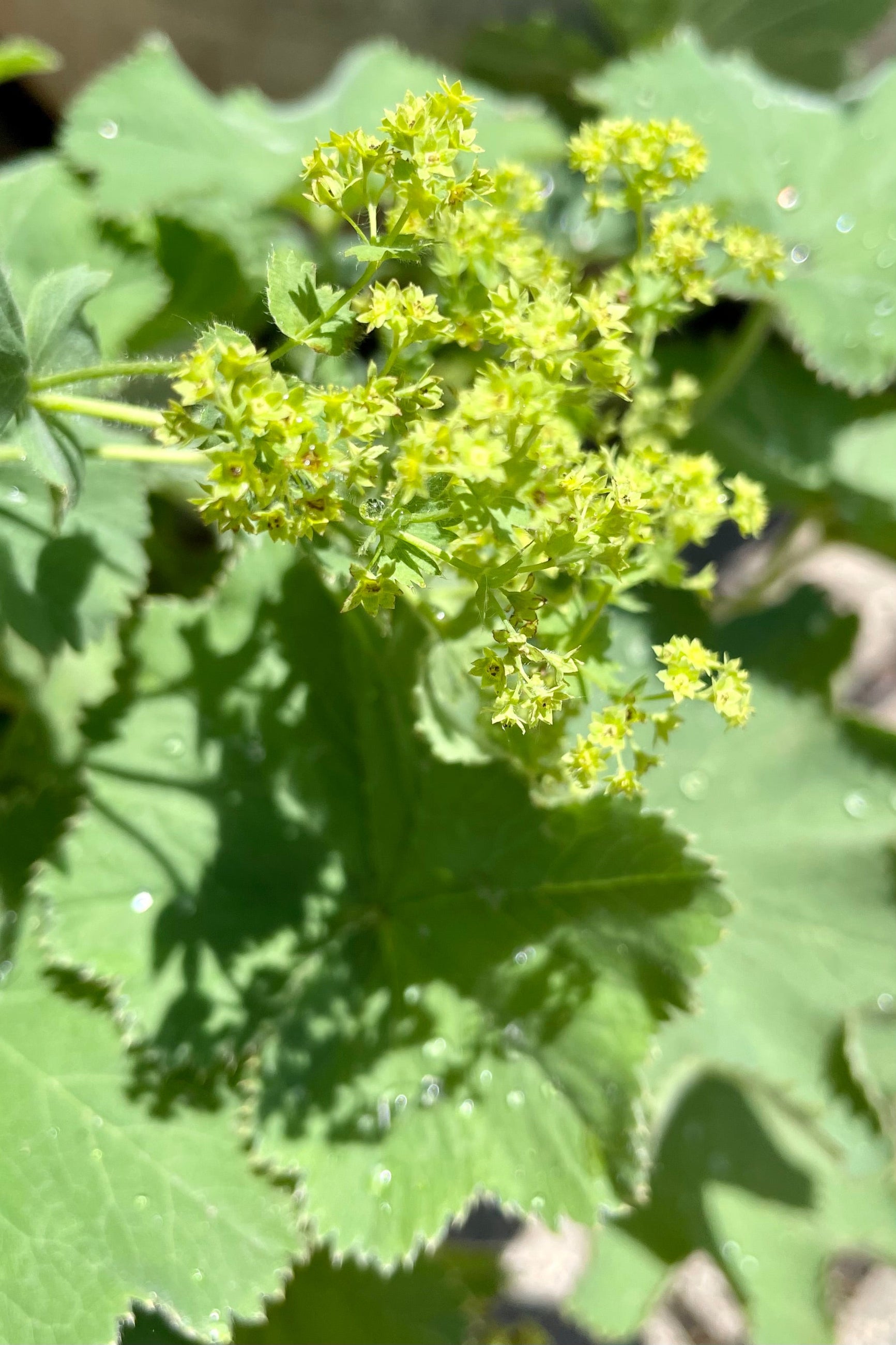Alchemilla mollis, "Lady's Mantle" perennial in bloom showing the small yellow flowers and soft green foliage middle of June at Sprout Home. ©Sprout Home