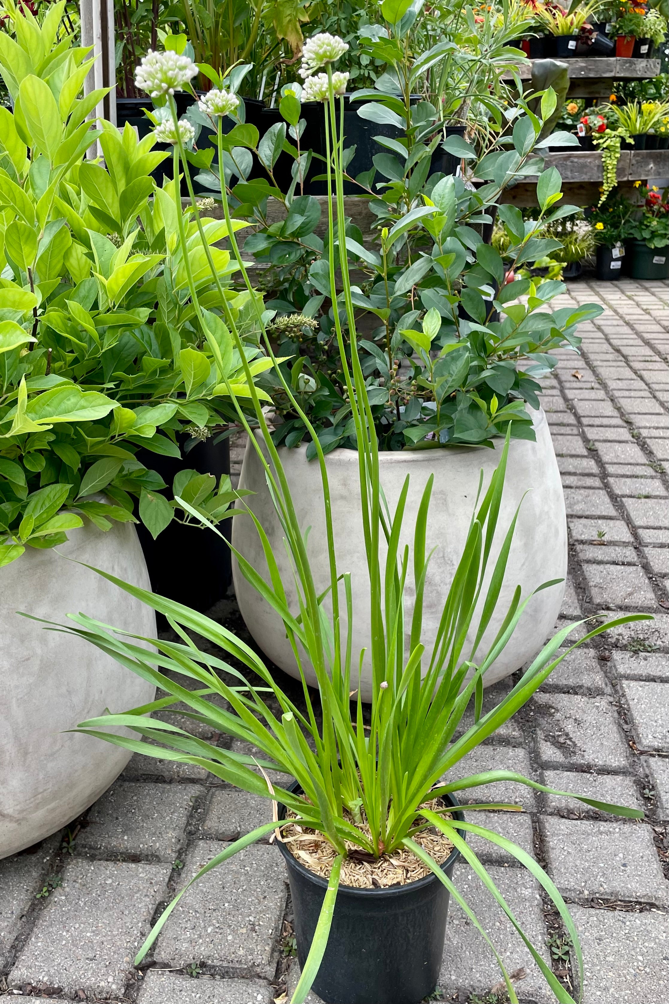 #1 pot size of Allium 'Summer Beauty' in bud and bloom with its nodding onion flowers and grassy looking thick foliage the beginning of July at Sprout Home.