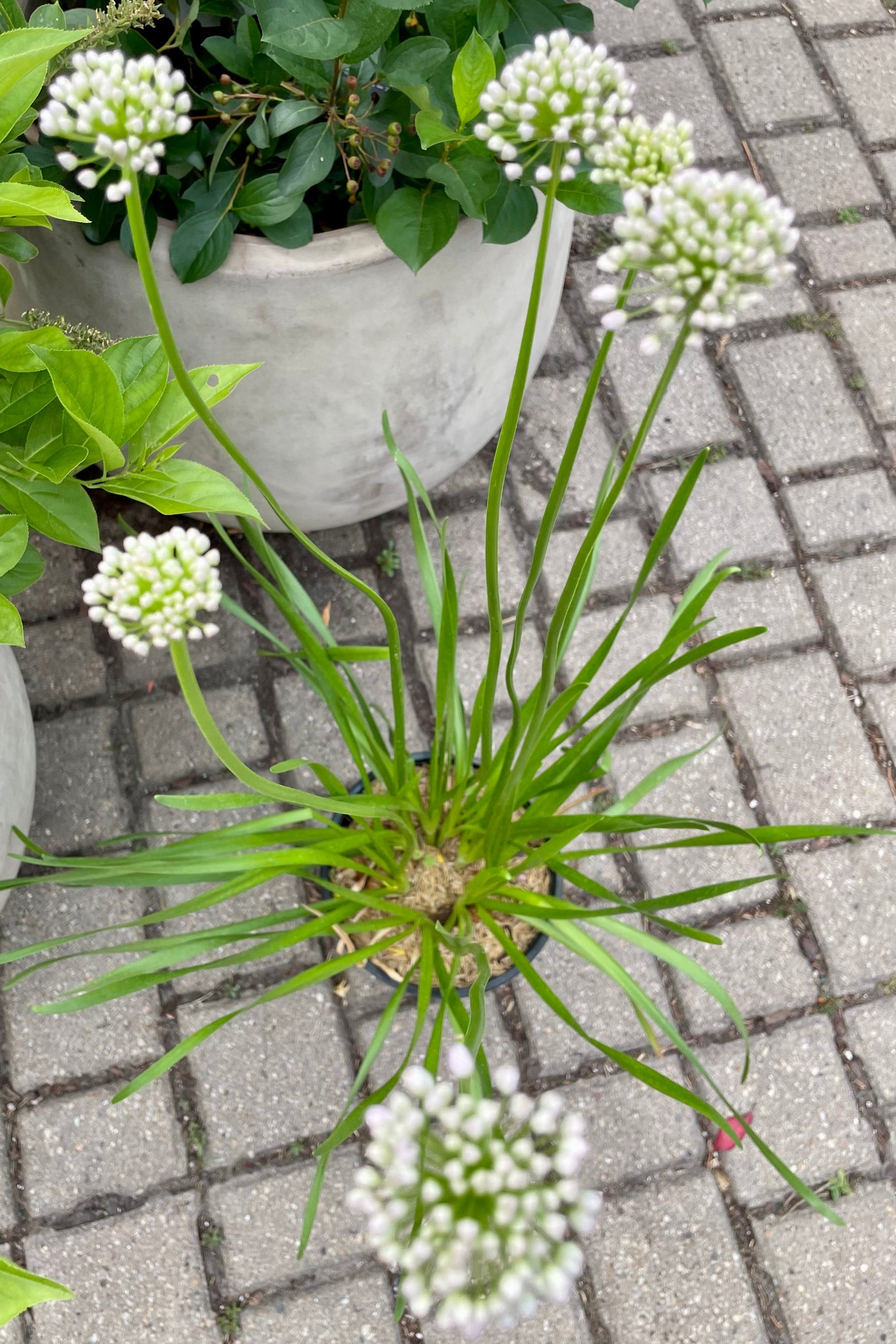 A detail picture of the nodding buds starting to open of the Allium 'Summer Beauty' with its grassy foliage below on top of pavers the beginning of July at Sprout Home.©Sprout Home