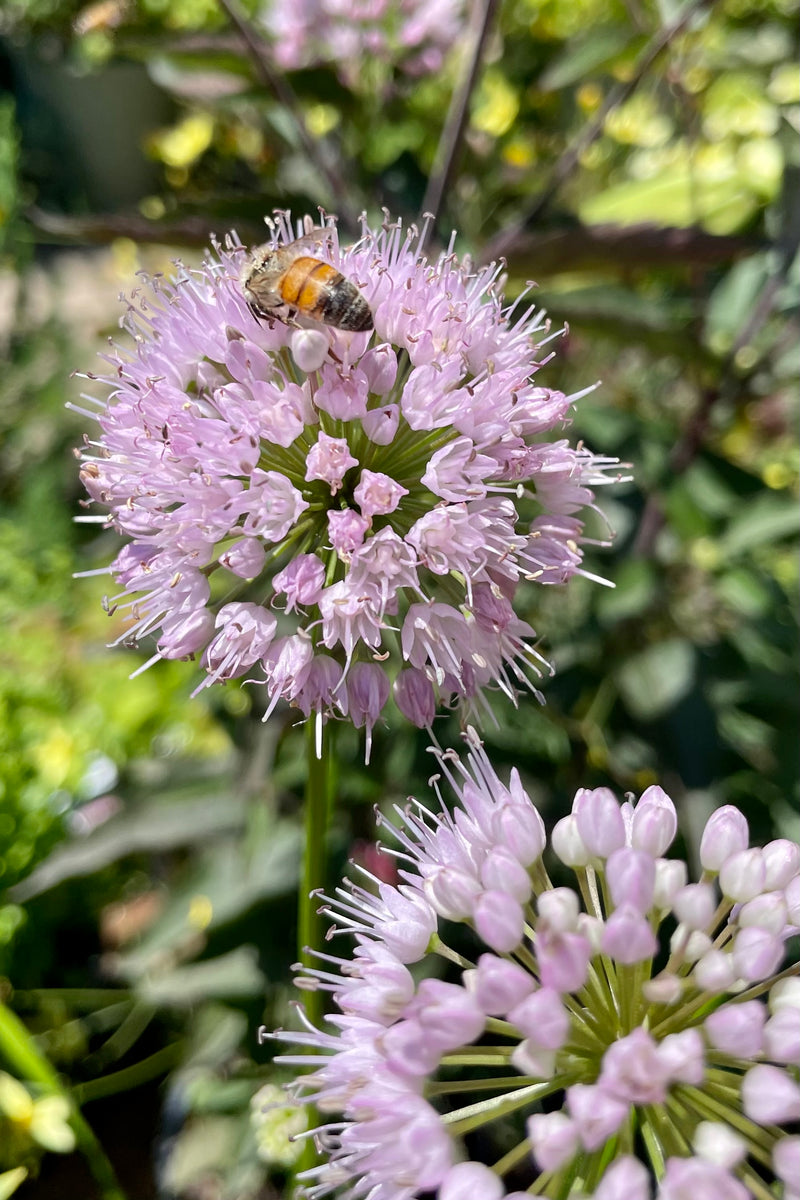 The light purple blooms of the Allium 'Summer Beauty' in full glory mid July with a bee.