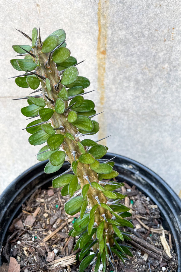 Close up of Alluadia Procera "Madagascar Ocotillo"