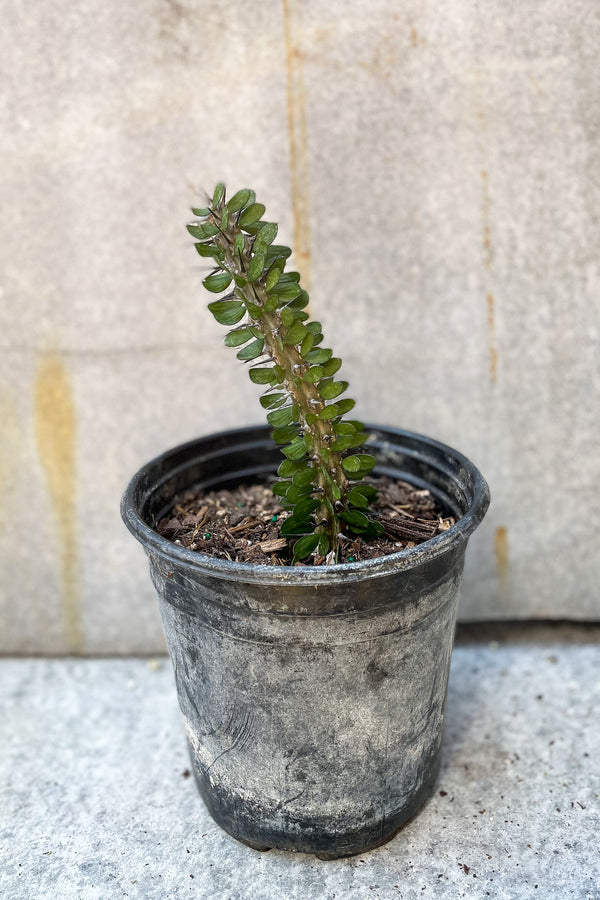 Alluadia Procera "Madagascar Ocotillo" 6" in front of grey background