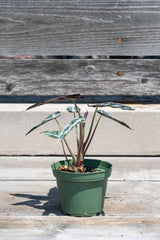 Alocasia amazonica "Bambino" in front of grey wood background