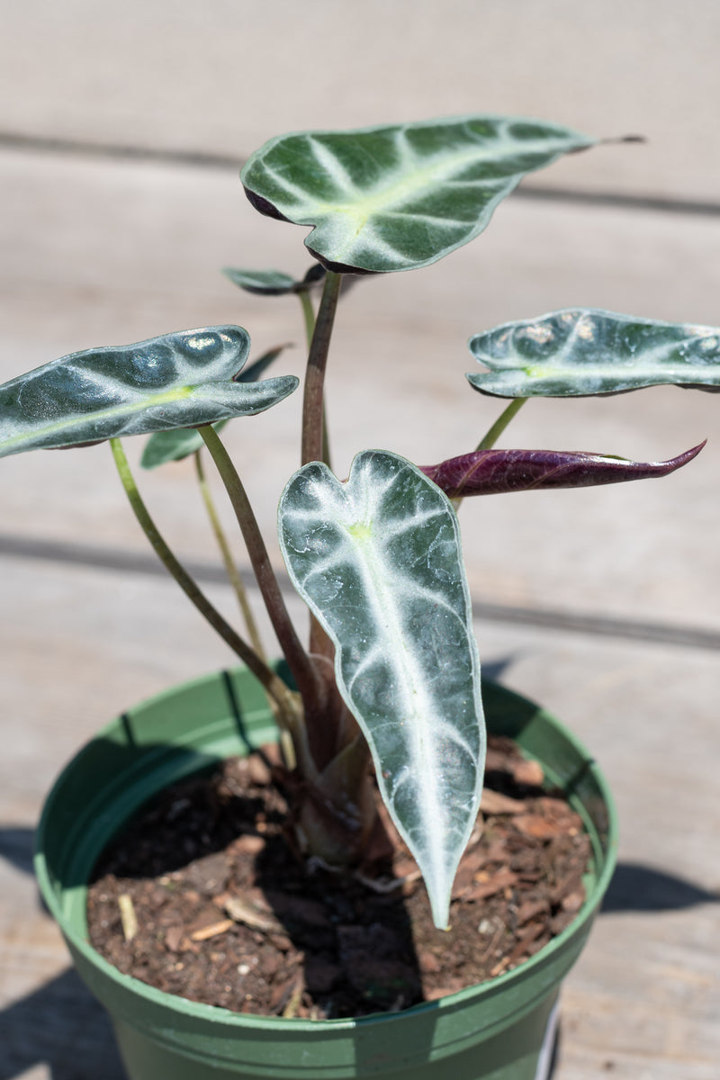 Close up of Alocasia amazonica "Bambino" in front of grey wood background
