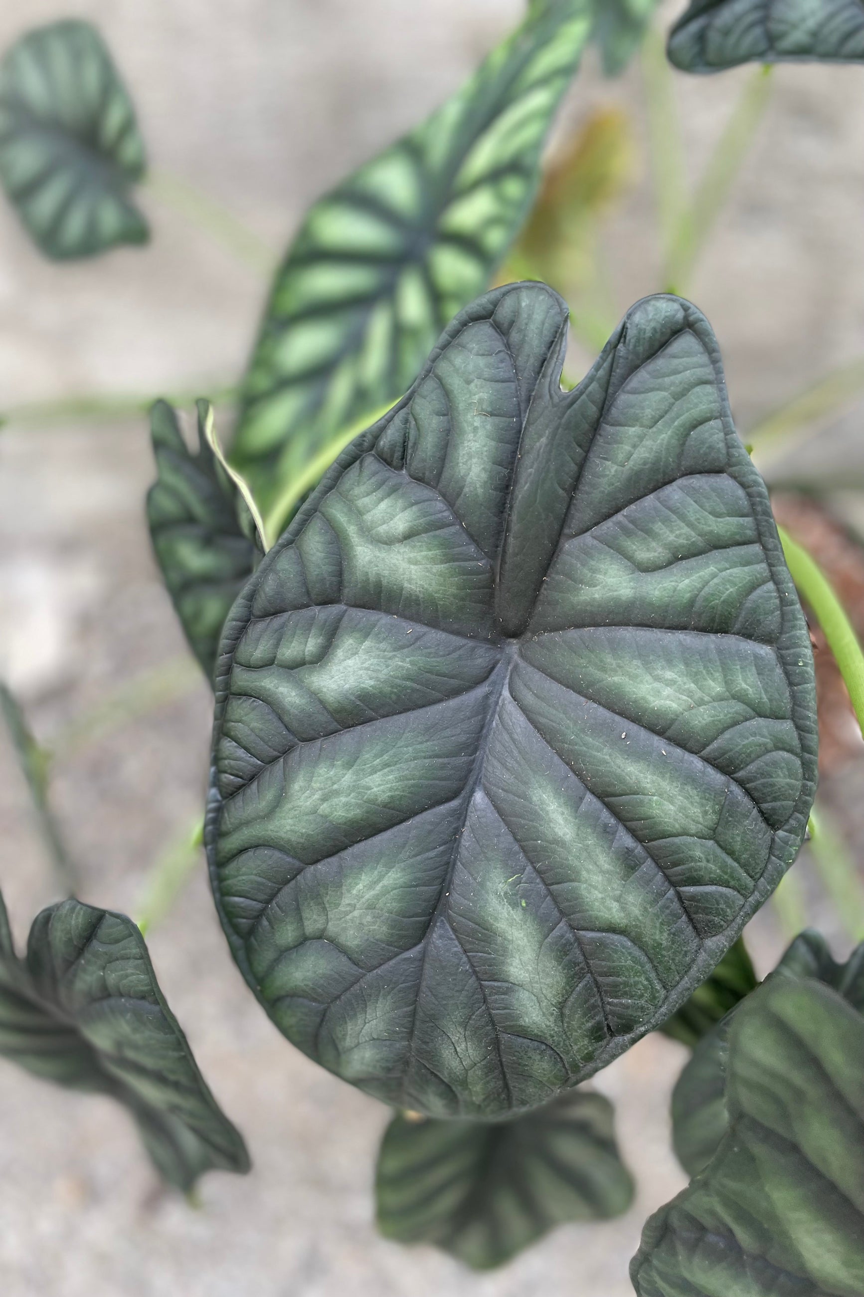 Alocasia baginda 'Dragon Scale' leaves up close ©Sprout Home