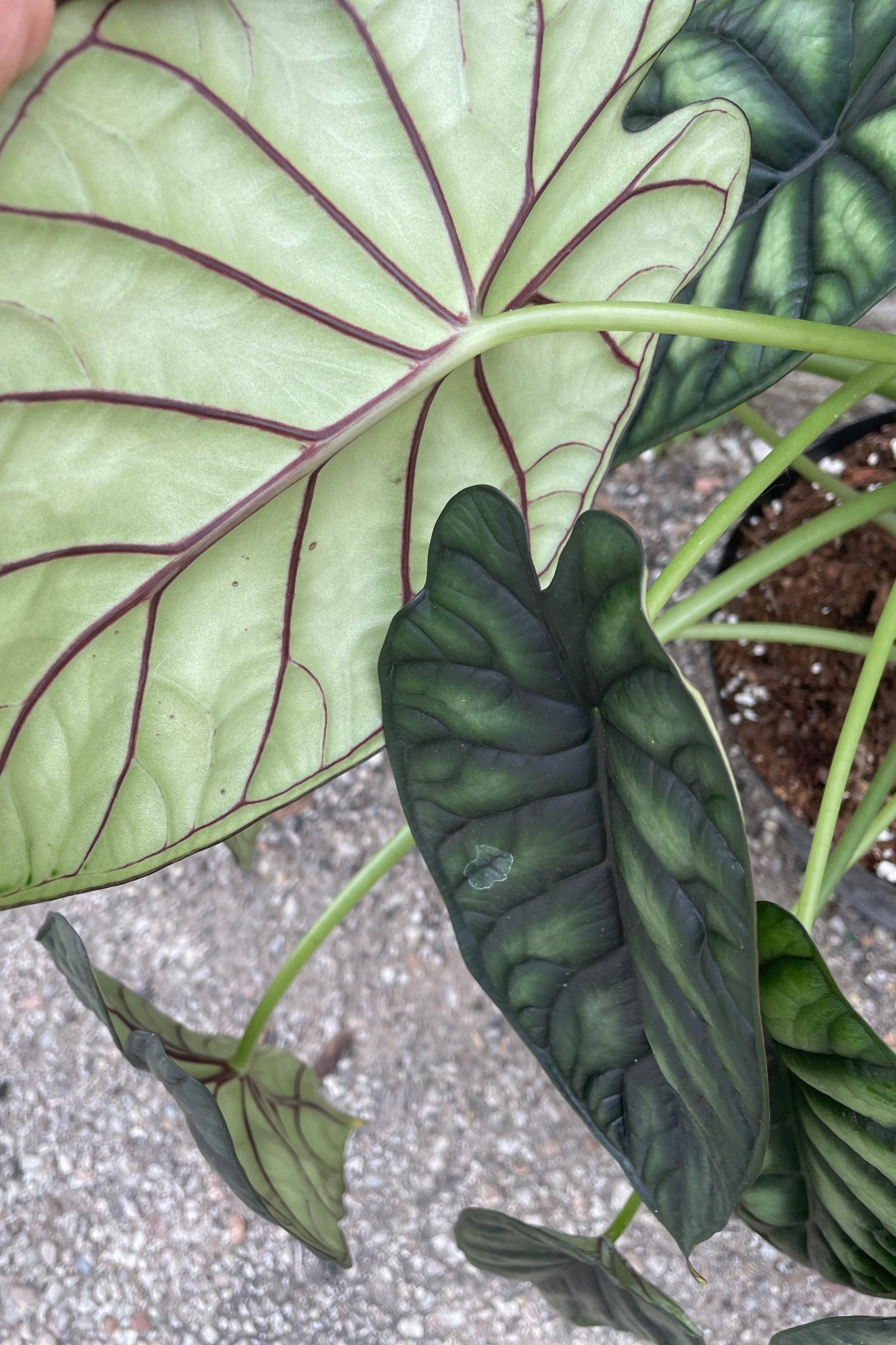 Alocasia baginda 'Dragon Scale' leaves up close ©Sprout Home