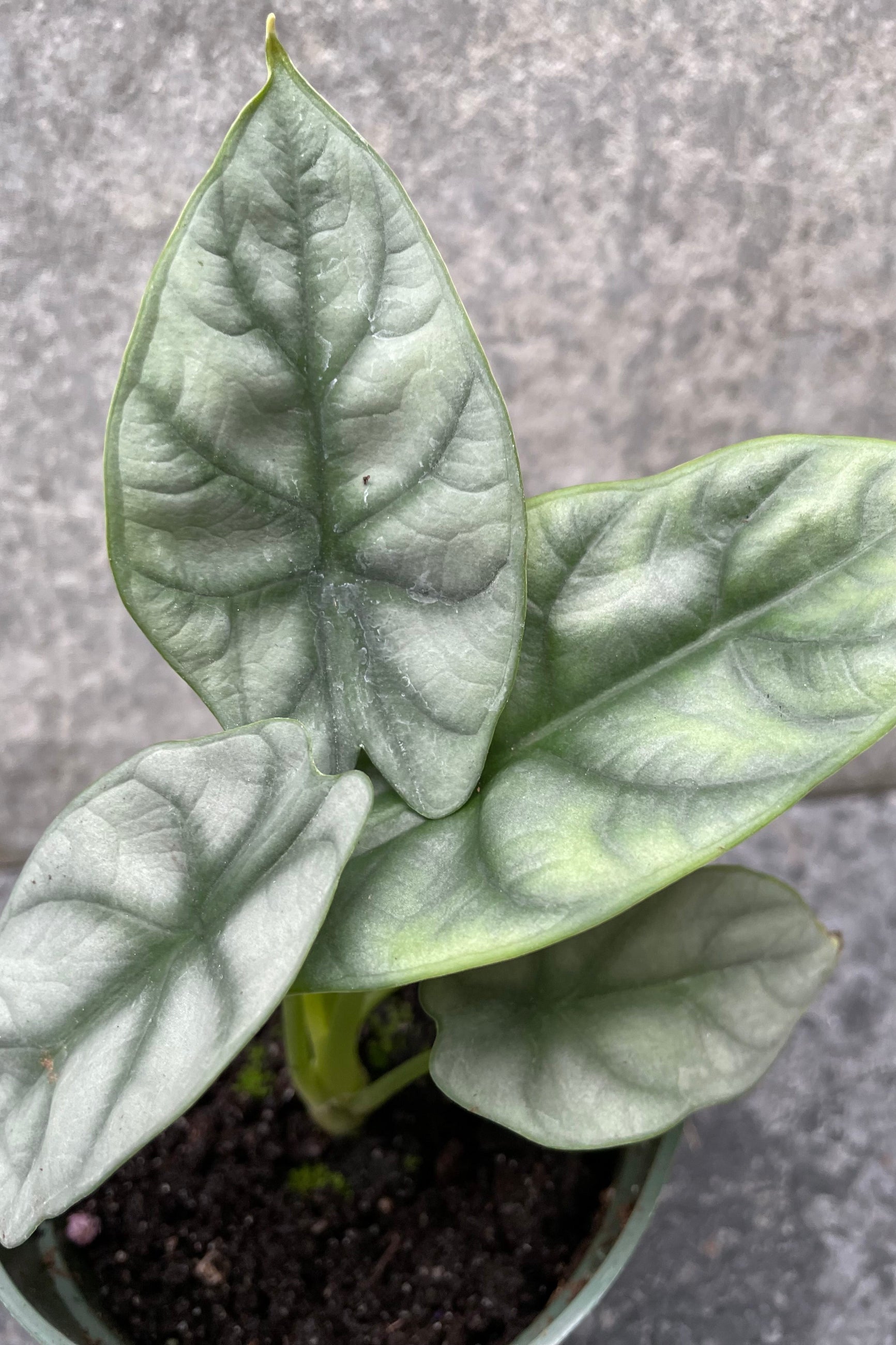 Close up of Alocasia baginda 'Silver Dragon' leaves ©Sprout Home