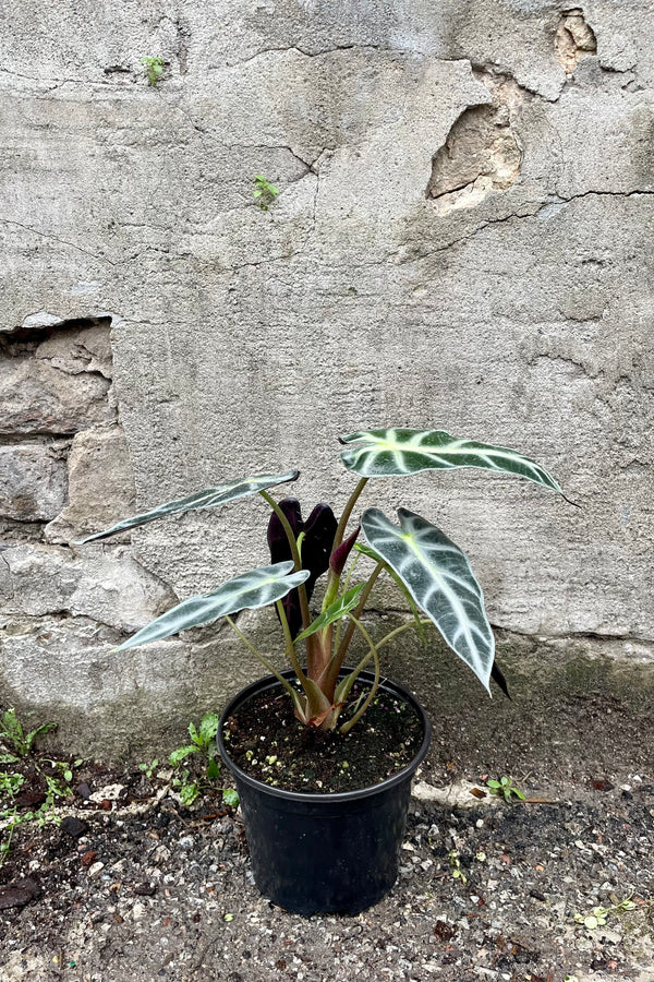  Alocasia amazonica 'Bambino' 6" against a grey wall