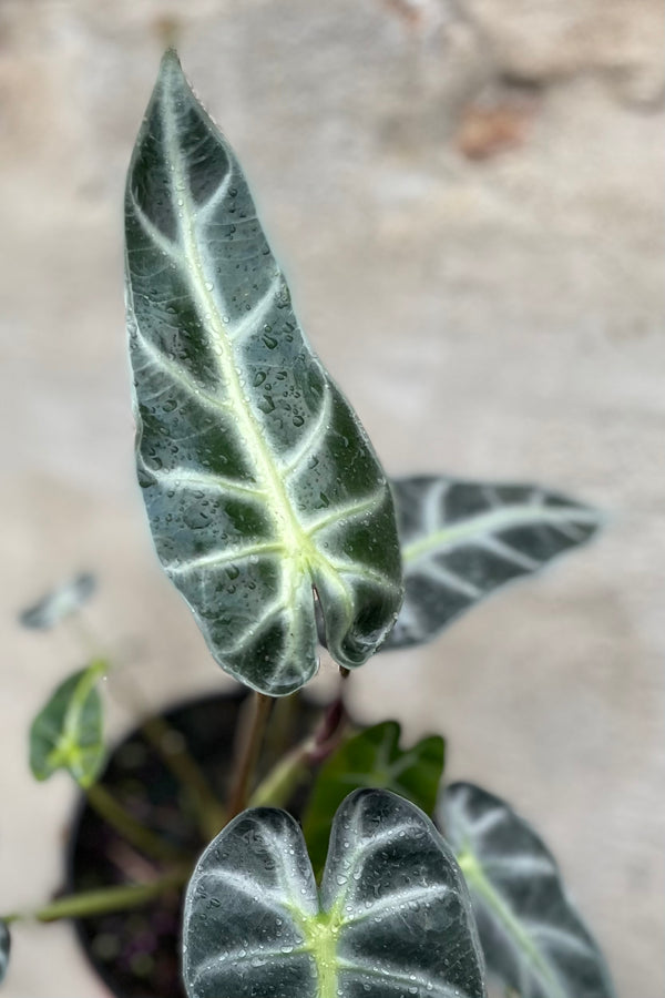 Alocasia amazonica 'Bambino' 6" against a grey walldetail of Alocasia amazonica 'Bambino' 6" against a grey wall