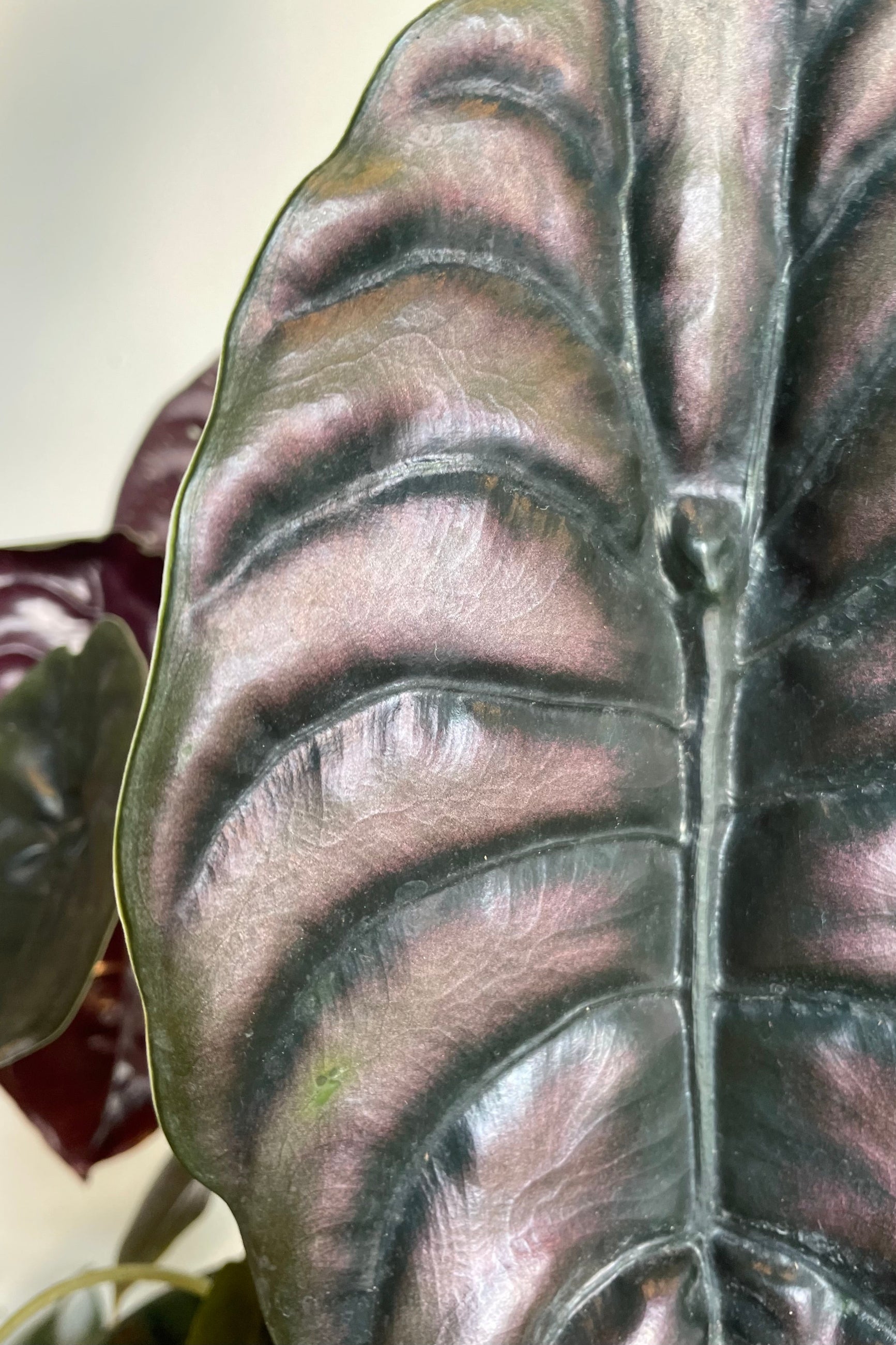 Detail photo of metallic surface of Alocasia cuprea leaves ©Sprout Home