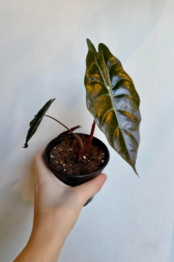 A hand holds the Alocasia 'Chantrieri' 4".