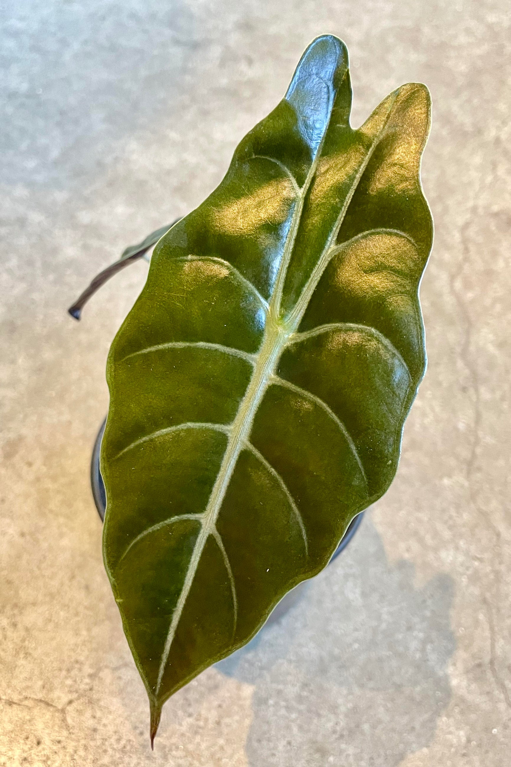 A detailed look at the foliage of the Alocasia 'Chantrieri' 4". ©Sprout Home