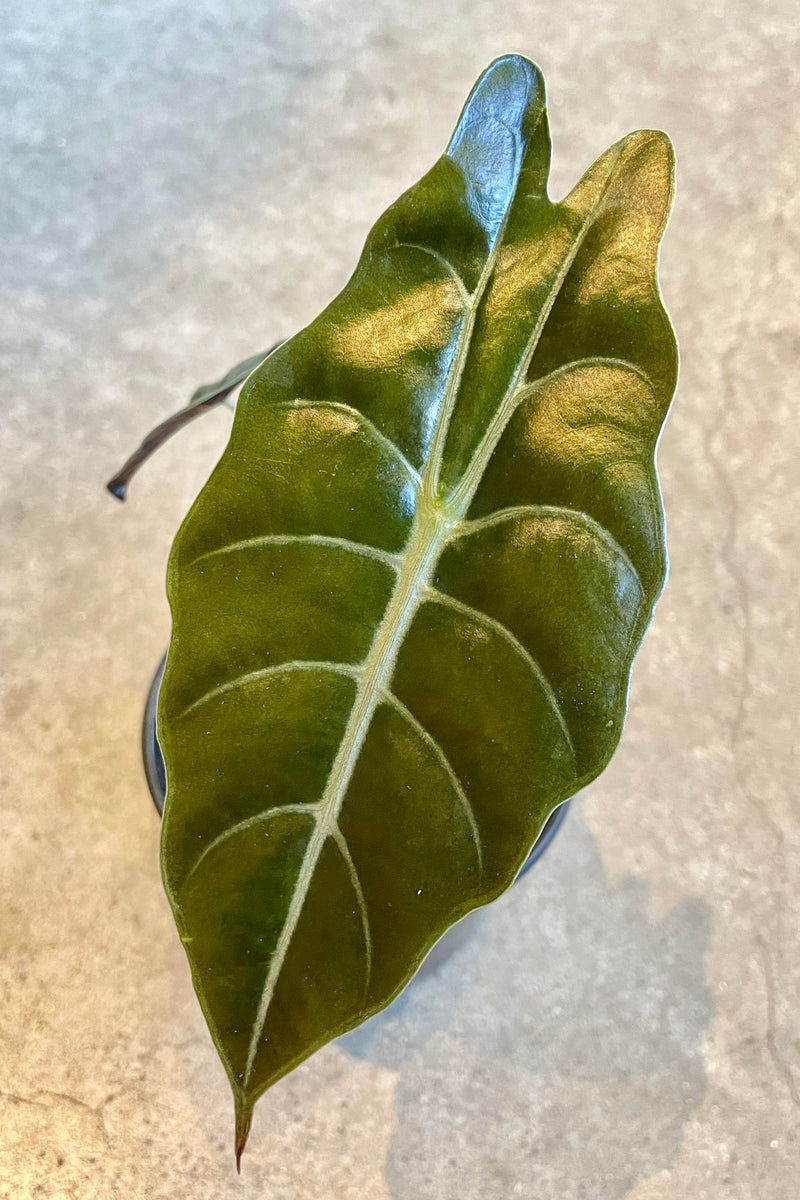 A detailed look at the foliage of the Alocasia 'Chantrieri' 4".