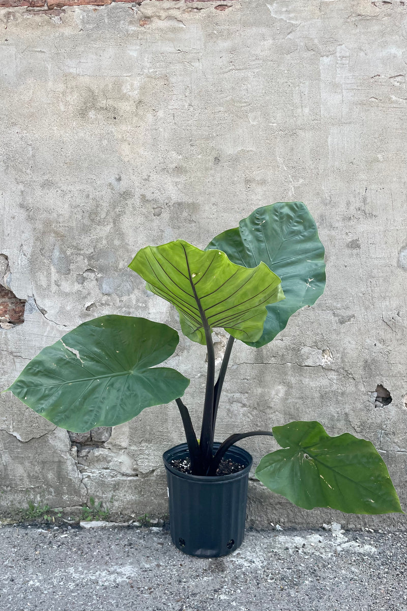 Alocasia 'Dark Star' 10" black growers pot with four giant leaves with black stems against a grey wall