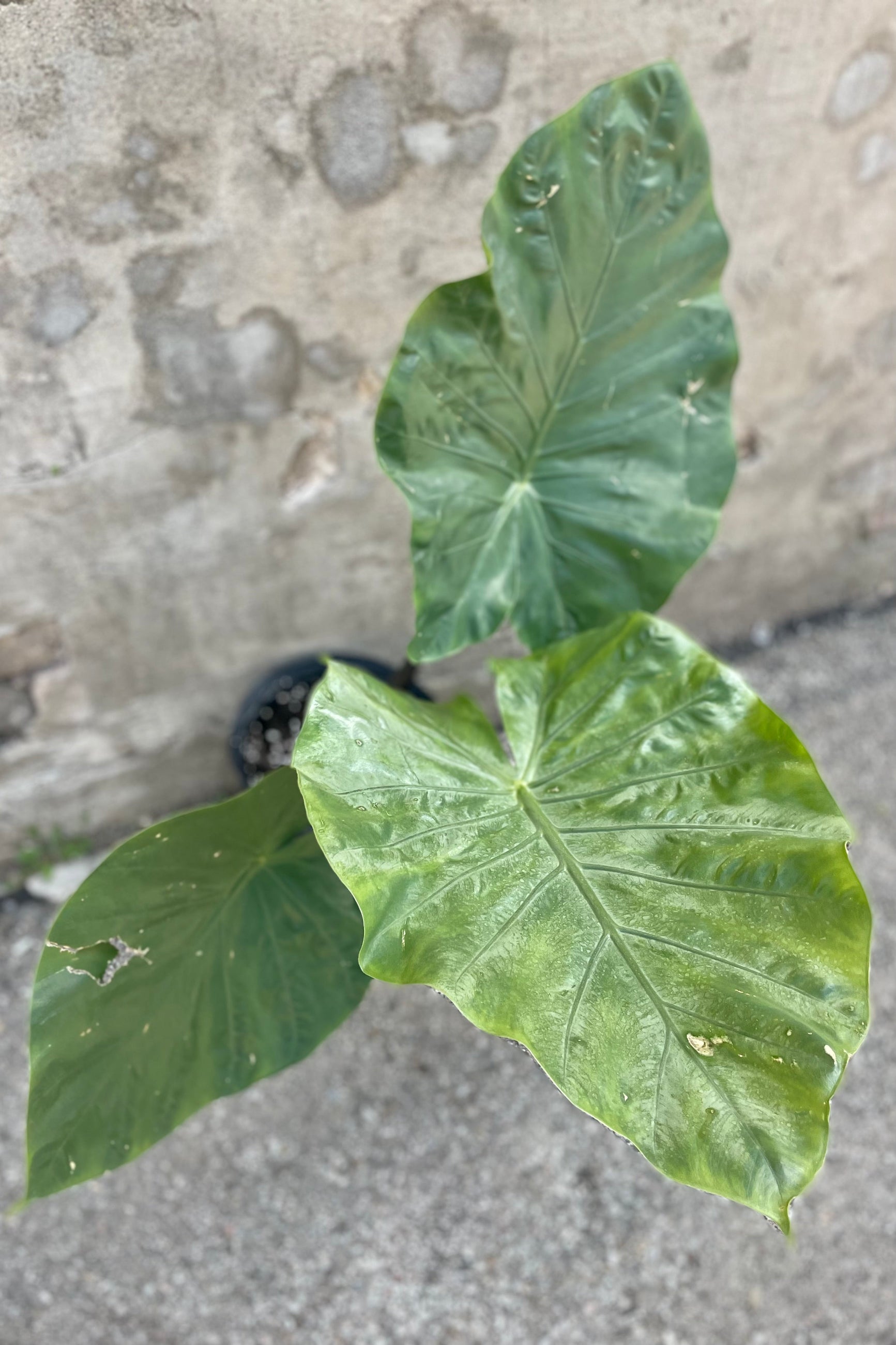 detail of Alocasia 'Dark Star' 10" three giant leaves against a grey wall ©Sprout Home