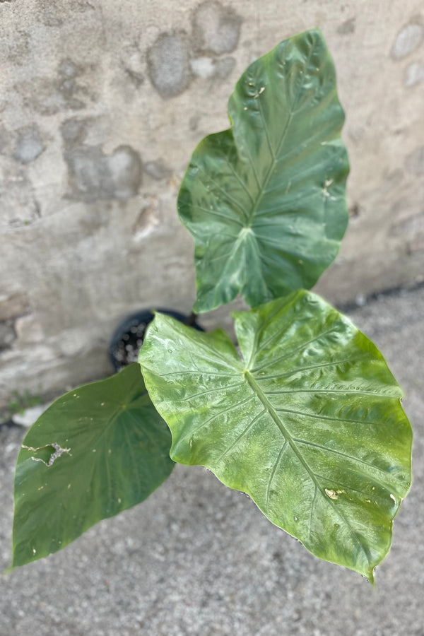 detail of Alocasia 'Dark Star' 10" three giant leaves against a grey wall